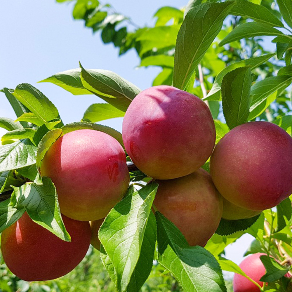 개인결제 카테고리