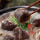 노다지 병천 순대국 750g 5팩